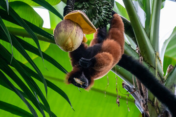Lemur in a treetop