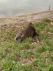 marmot in the grass