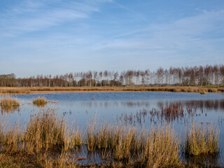 Fototapeta premium Dwingelerveld near Dwingeloo and Ruinen, Drenthe Province, The netherlands