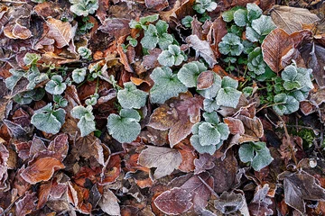 Foto auf Alu-Dibond Frozen leaves © Holland-PhotostockNL