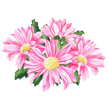 pink watercolor chrysanthemums on white background clip art preview