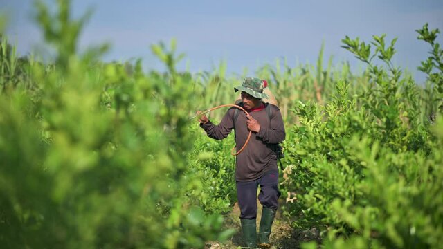 Pesticides are being sprayed by a gardener in order to increase crops. 