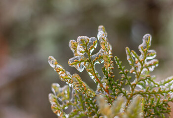 a branch of a coniferous tree beautifully covered with ice after a cold rain. winter natural phenomena