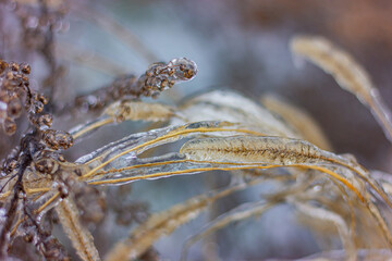 ice covers spikelets of plants garden plant. winter natural phenomena, cold weather, storm, freezing rain