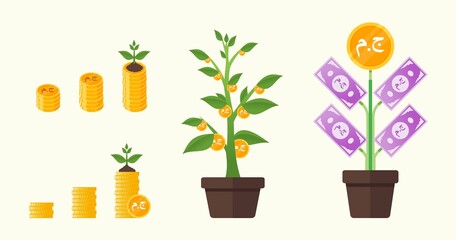 Egyptian Pound Money Tree Growing