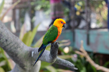 red and green macaw