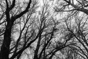black and white photo of wild natural landscape, late autumn season, bare branches of trees without leaves, cloudy weather with haze, forest with silhouettes of trees