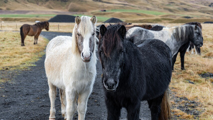 Obraz premium horses in the field Iceland