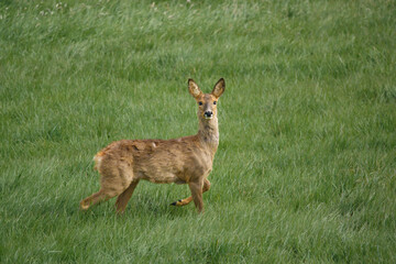 a lone wild Roe Deer (Capreolus capreolus) in a vibrant green grass meadow