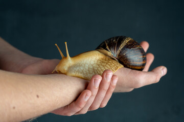 Big brown snail Achatina on hand. The African snail, which is grown at home as a pet, and also used...