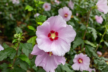 Fototapeta premium pink flowers in the garden