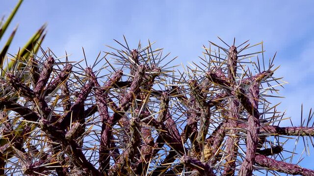 Christmas cholla, tasajillo (Cylindropuntia leptocaulis). Arizona pencil cholla with long yellow spines against the blue sky. Joshua Tree National Park.