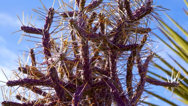 Christmas cholla, tasajillo (Cylindropuntia leptocaulis). Arizona pencil cholla with long yellow spines against the blue sky. Joshua Tree National Park.