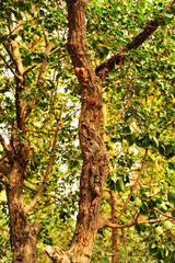 Rare ancient mulberry tree, Turpan, Xinjiang