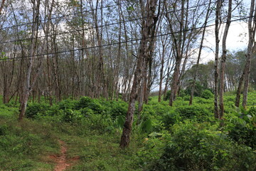 Hevea brasiliensis, the Pará rubber tree, sharinga tree, seringueira, or most commonly, rubber...