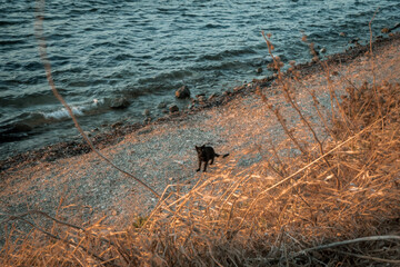Un chat tout seul sur la plage