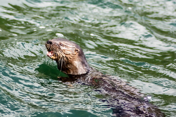 Fototapeta premium face of swimming marine otter in the ocean