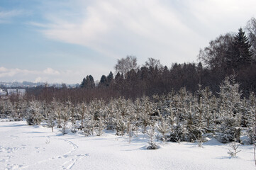 Winter landscape, edge of forest
