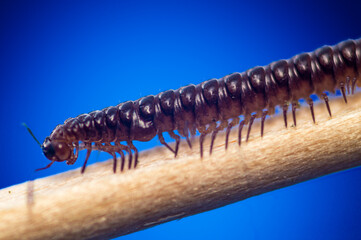 Millipede on a branch with a blue background