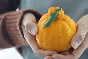 Fresh tangerine hallabong in hand. South Korea fruit.