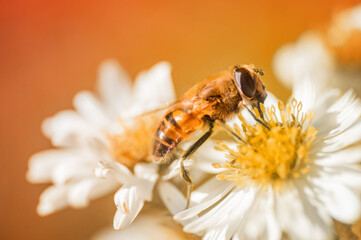 Close up of a hover fly on a flower in summer