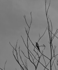 bird on tree branch