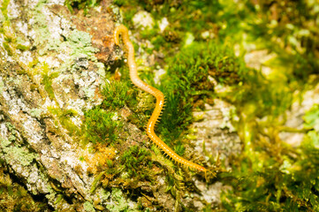 The western yellow centipede
