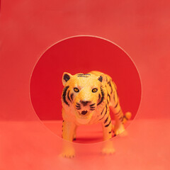 Abstract concept of Chinese zodiac new year. Tiger standing behind a circle of matt shaped glass. Red background.