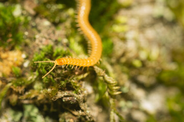 The western yellow centipede