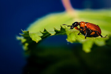 An Attelabidae on a leaf