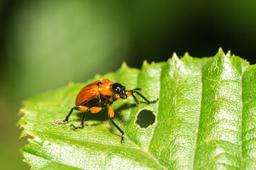 An Attelabidae on a leaf