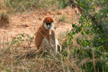 Wadi monkey, Erythrocebus patas