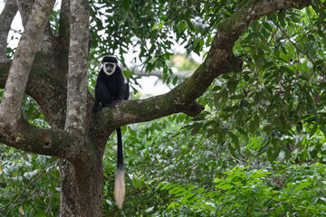 Eastern black-and-white colobus, Colobus guereza