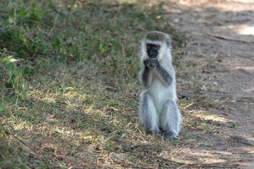 Vervet monkey, Chlorocebus pygerythrus