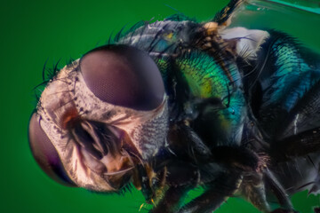 Close up of a common green bottle fly