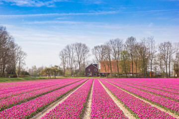 Fototapeta na wymiar Field of purple tulips and a house in Noordoostpolder, Netherlands