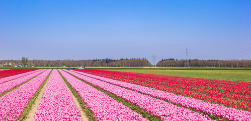 Fototapeta na wymiar Panorama of red and pink tulips in Noordoostpolder, Netherlands