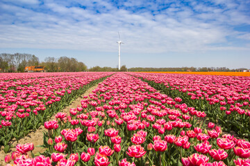 Red and white tulips in a field with a wind turbine in Noordoostpolder, Netherlands