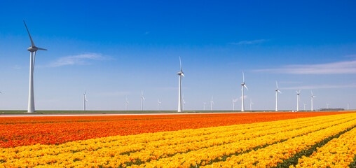 Panorama of wind turbines in a field of yellow and orange tulips