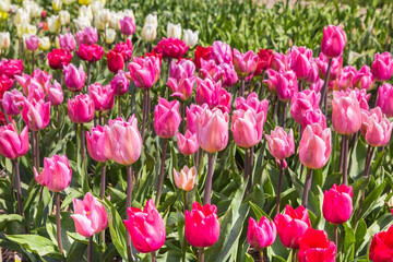 Tulips in different shades of pink and red in spring