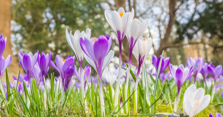 Panorama of green, purple and white colors of crocus spring flowers