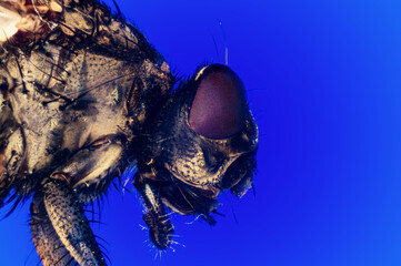 Macro shot of a housefly with a blue background