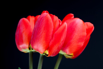 a bouquet of beautiful red tulips