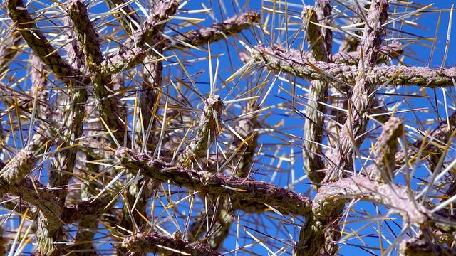 Christmas cholla, tasajillo (Cylindropuntia leptocaulis). Arizona pencil cholla with long yellow spines against the blue sky. Joshua Tree NP