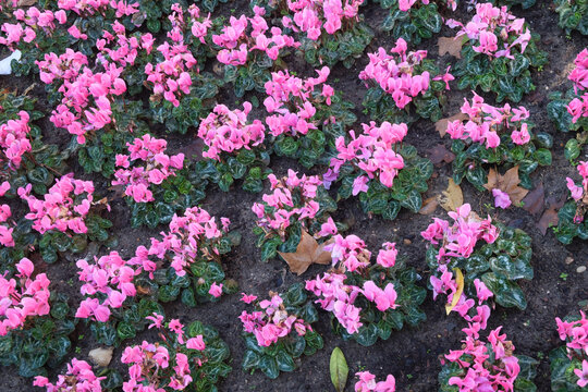 Pink begonias in a garden
