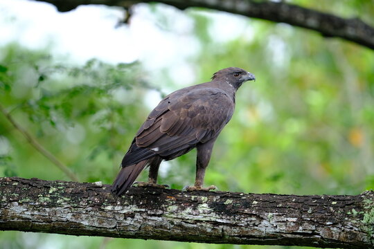 Changeable Hawk-Eagle (Dark morph)
