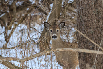 A White-tailed deer peeking out from behind a tree in a snow-covered forest. 