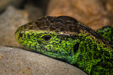 Sand lizard - zwinka