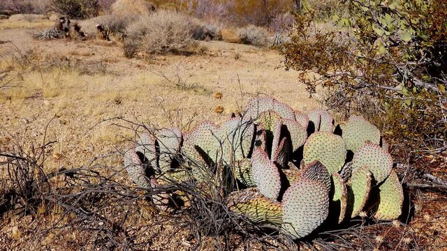 Cacti in the Arizona desert. Golden prickly pear (Opuntia aurea, O. basilaris var. aurea)