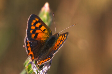 butterfly © DRONE QUEST